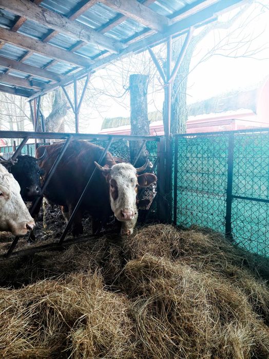 krowy mamki zacielone