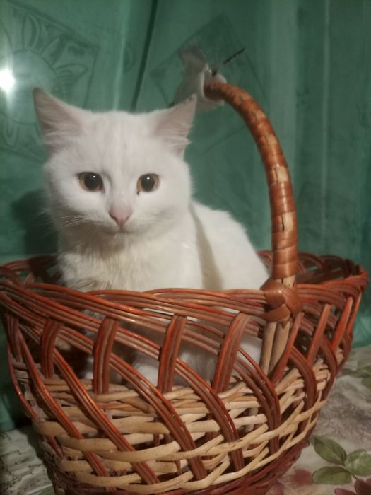 Віддам кошенят у добрі руки