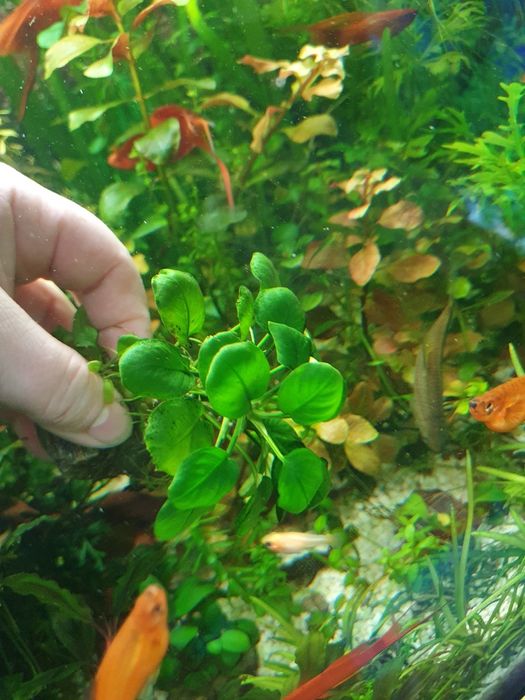 Anubias roślina podwodna.