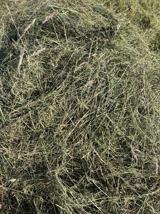 Siano baloty, bele 125cm 2025r