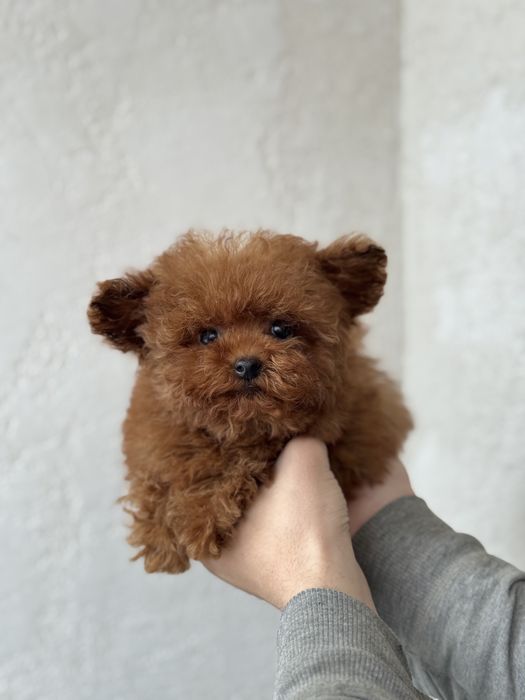 Мальтипу тедди микро девочка киев