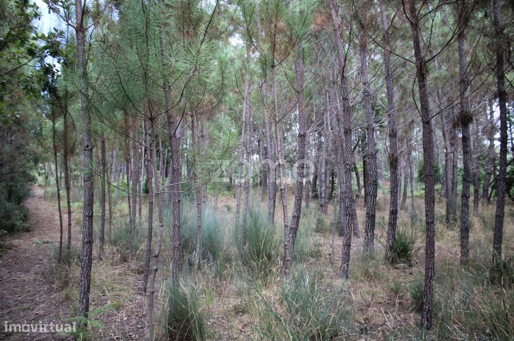 Terreno com pinhal e e mato a 15 minutos de Viseu