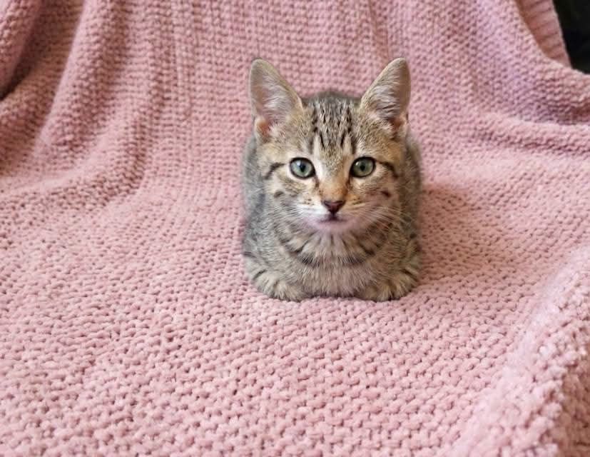 Bebé gatinha com 2 meses para adoção responsável