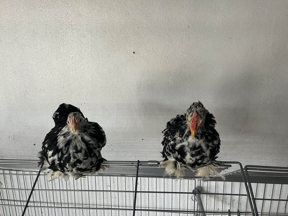 Casais de Pekin black mottled