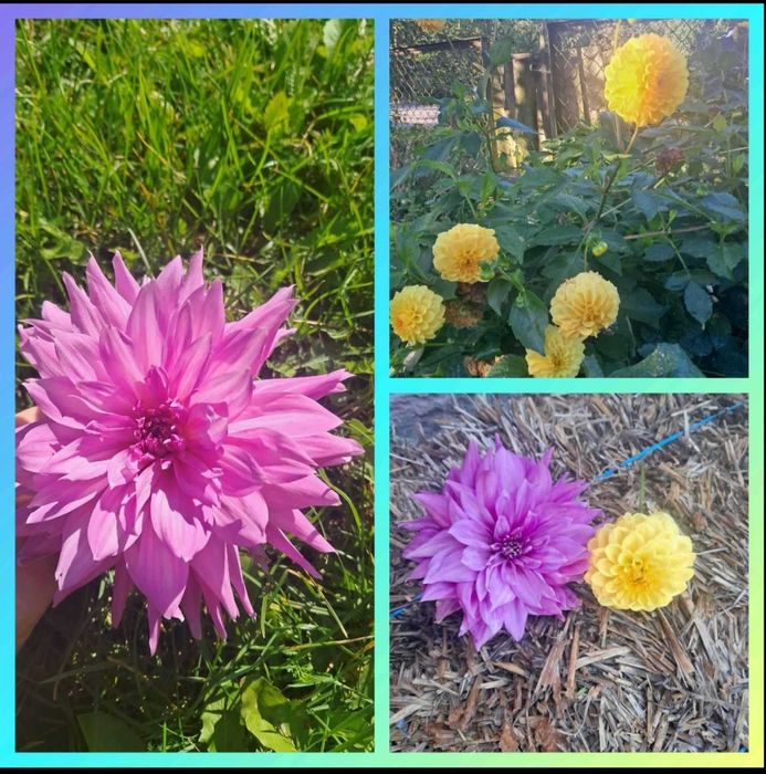 Корені бульби жоржин жовта і рожева