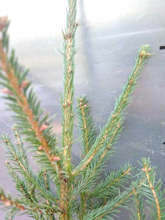 Świerk pospolity 2/2 40 cm - 70 cm