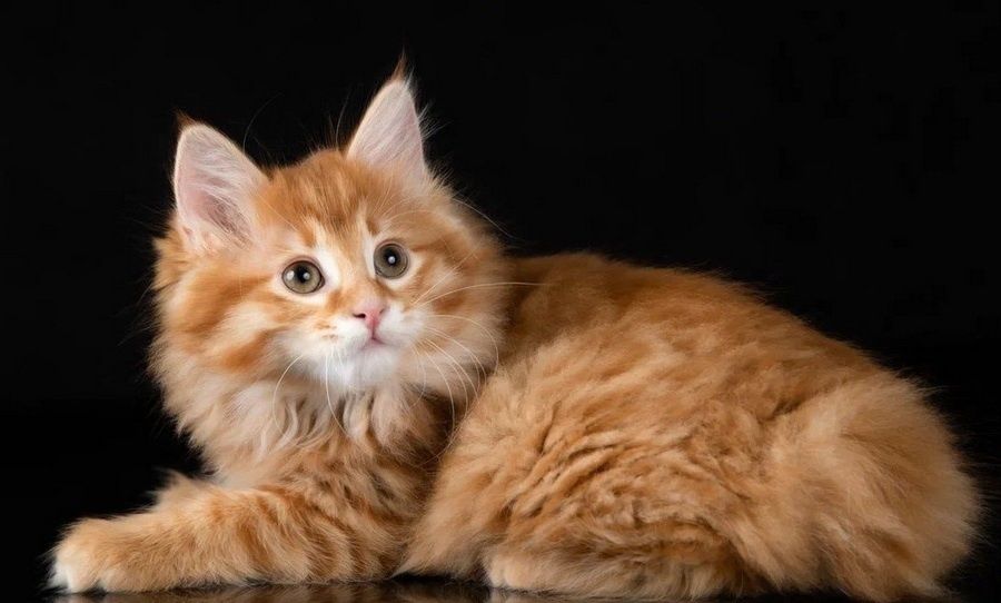 Miniaturowy ryś. Kurylski bobtail kot z ogonem pomponem.