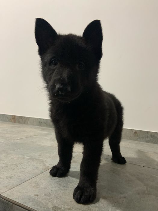 Цуценята чорної  німецької  вівчарки резерв ( бронь )