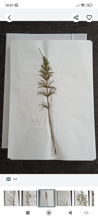Zielnik - zestaw suszonych roślin