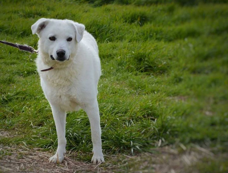 Liza - piękna, biała sunia, trochę wycofana, szuka domu - adopcja.