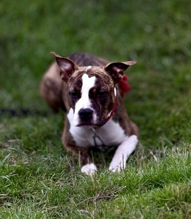 Підрощена дівчинка