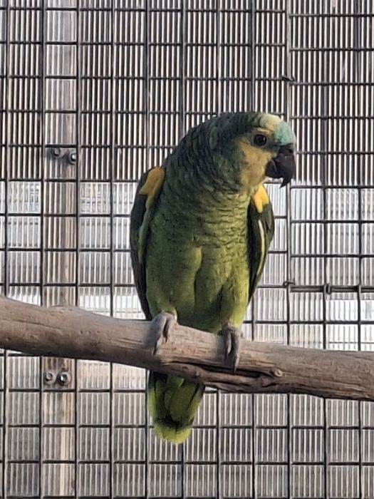 Amazona  Aestiva