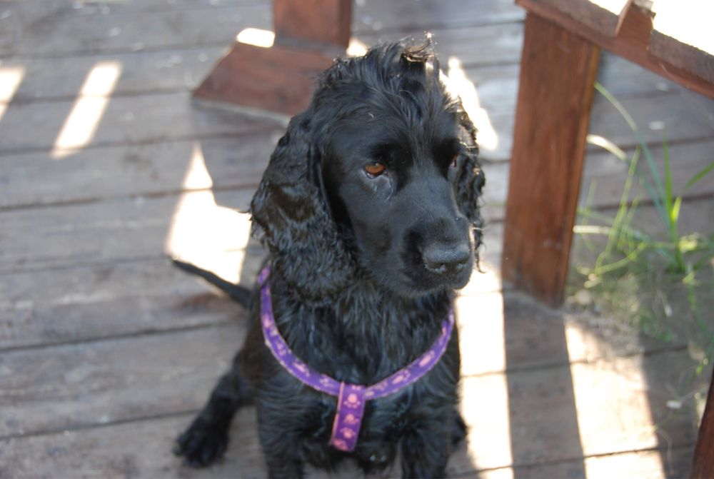 Cocker Spaniel Angielski, Szczeniaczek