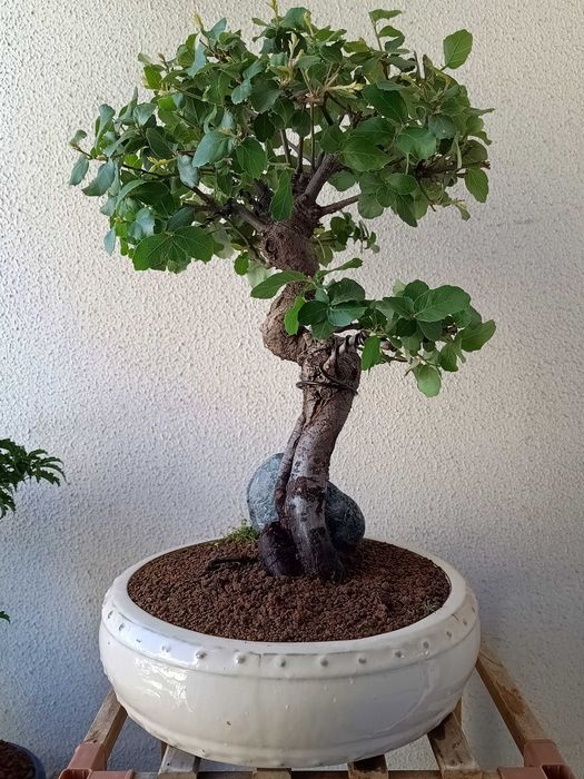 Bonsai Quercus suber