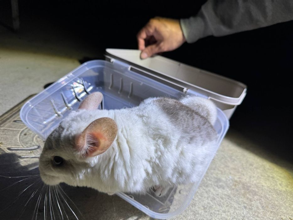 Szynszyl mozaika eksteremalna biały 5 miesięcy młody