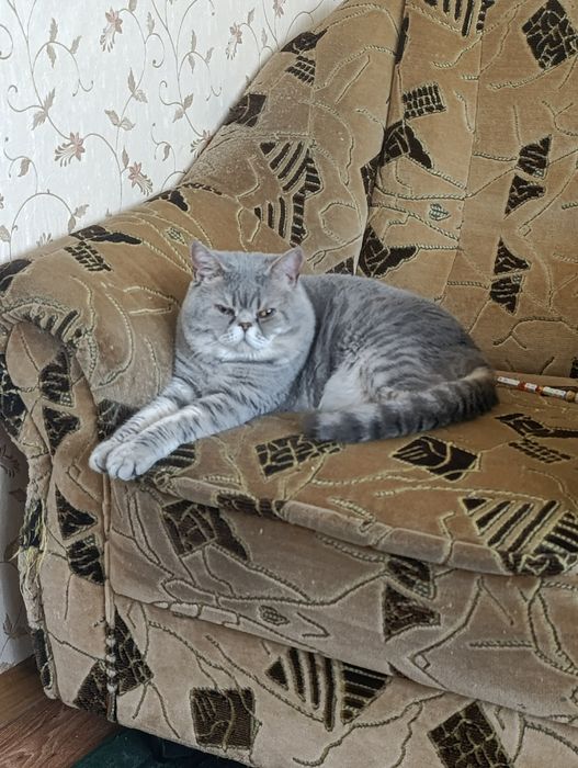 Шотландский голубой пятнистый а24 Гудвин