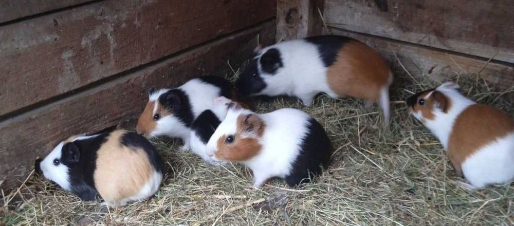 ТЕРМІНОВО! Морські свинки