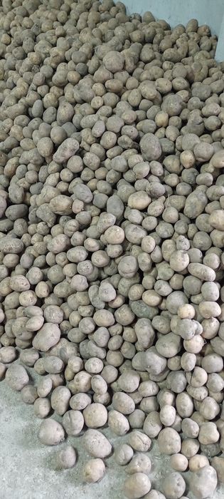 Ziemniaki Bryza Jadalne