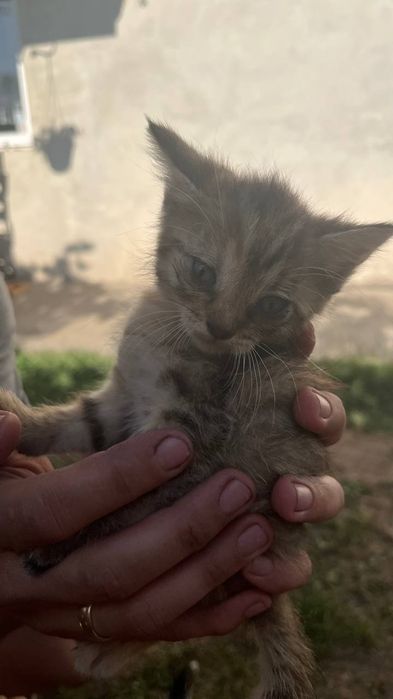 Віддам безкоштовно кошенят