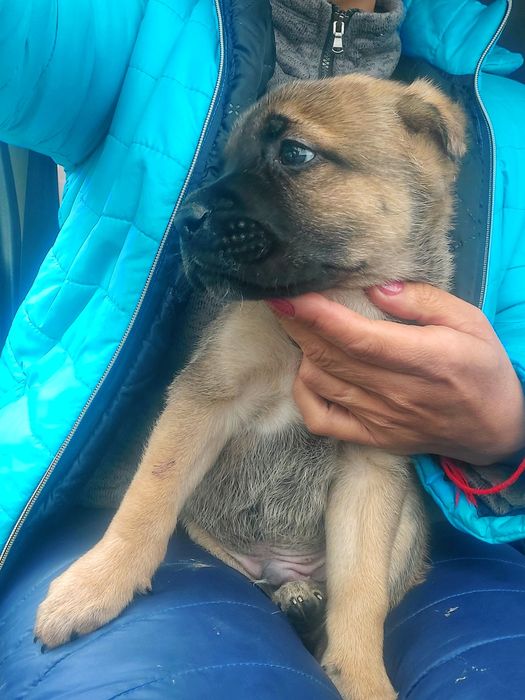 Купированый мальчик кане корсо 1,5 мес