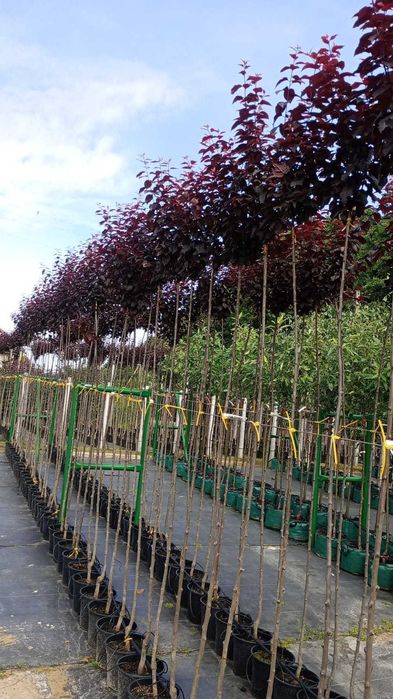 ŚLIWA Pissardii Szczepiona Na Pniu 200 cm Cena 160 zł