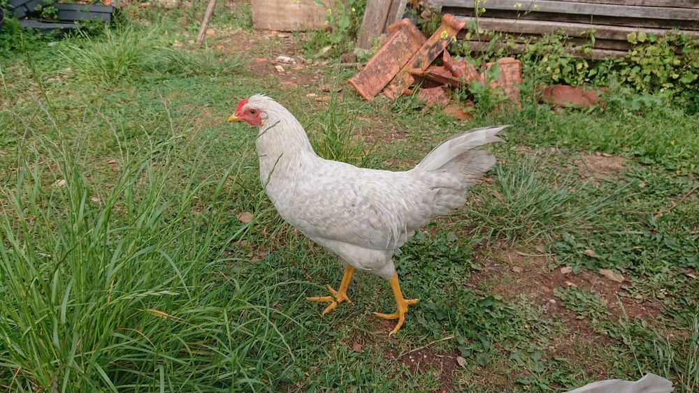 Galos cream legbar/Araucana