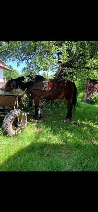 Продається кінь.