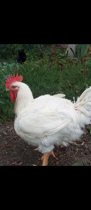 Тушки домашнього бройлера