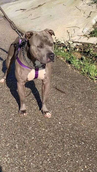 American Staff Macho