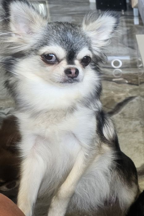 Chihuahua długowłosy FCI