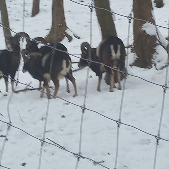 Sprzedam tryki muflona