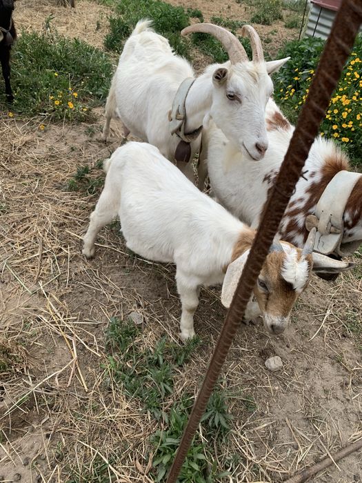 Vende se chibo Boer