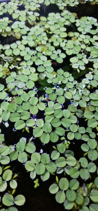 Plantas aquario fáceis