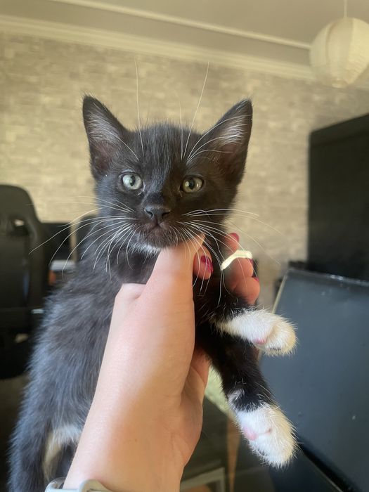 Gatinhos para adoçao