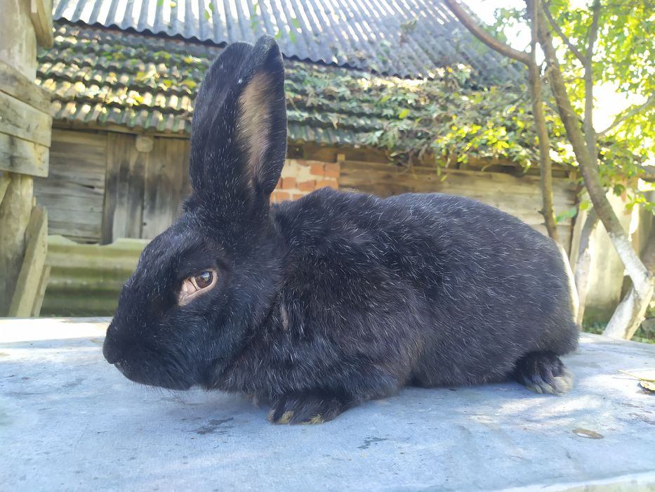 Продам Кроля Полтавське Срібло    для спарювання