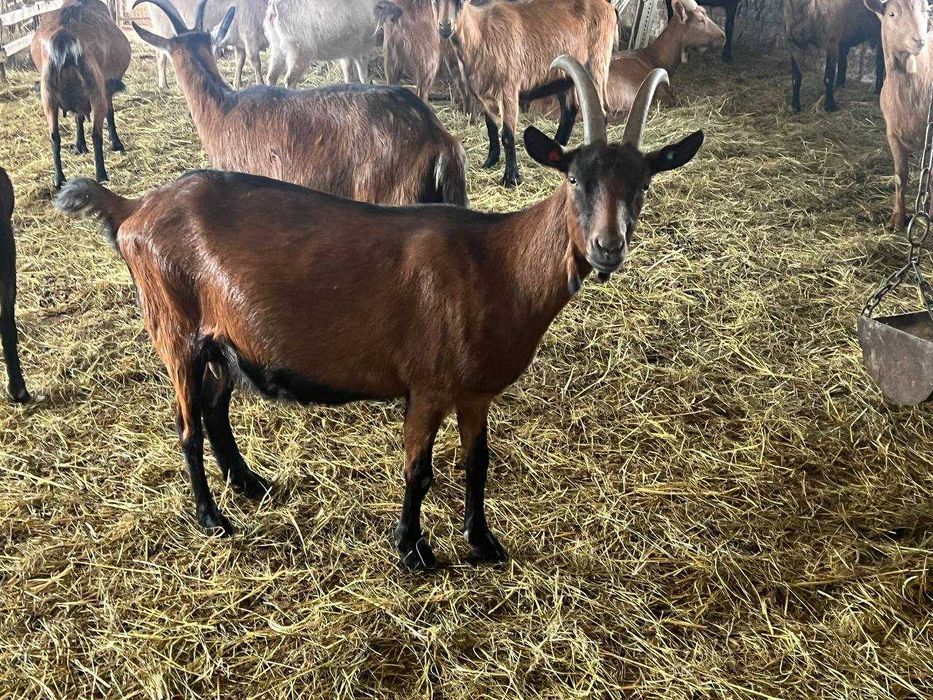 Козы  высокоудойные