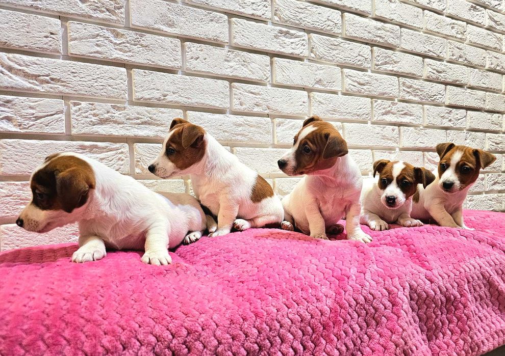 Jack russell terrier- śliczne