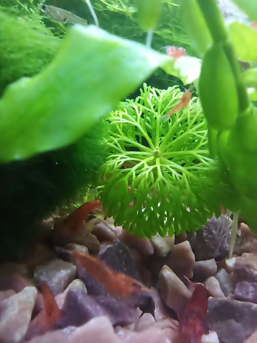 Креветки акваріумні власного розведення