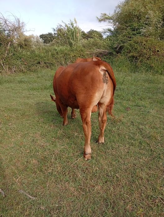 Vendo vitelo angus