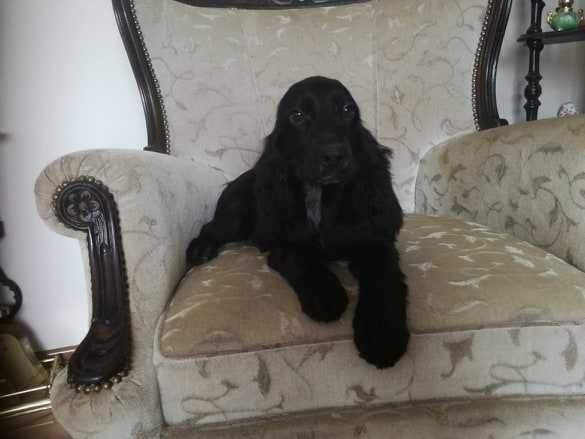 Cocker spaniel Angielski suczka 5 letnia