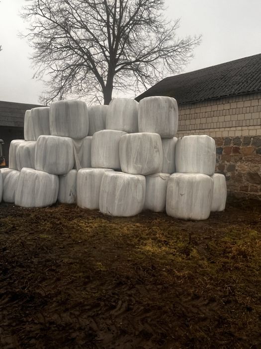 Sianokiszonka z Lucerny, Lucerna