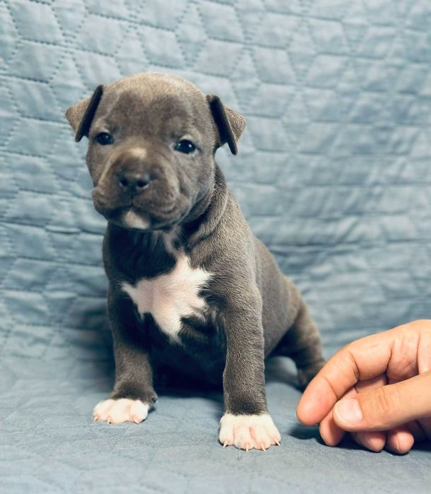 Цуценя АСТ АМСТАФ/ Щенок АМСТАФ АСТ стаффордширский терьер