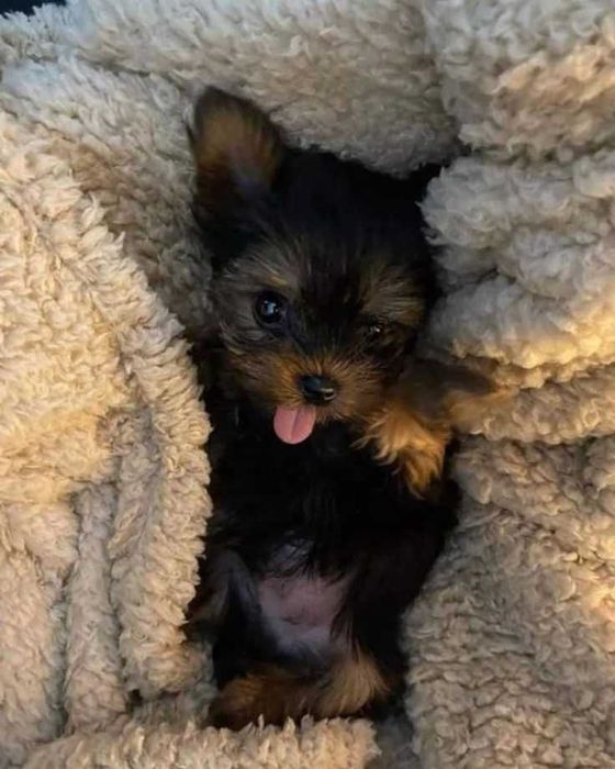 Продаж цуценят йорка