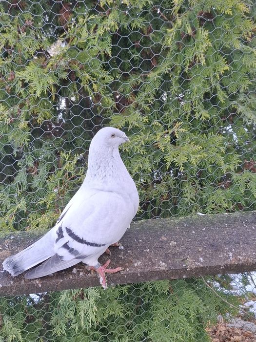 Standard.  Standardy