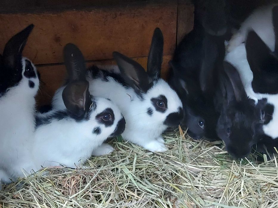 Кролі кролик строкач