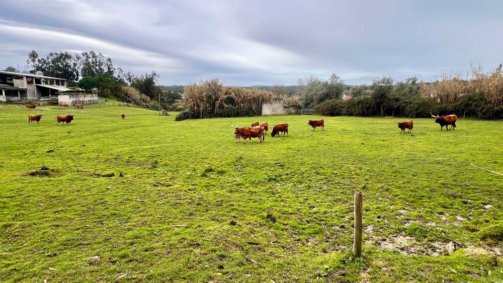 Lote / Vitelos / Cachenas - Modo de Produção Biológico