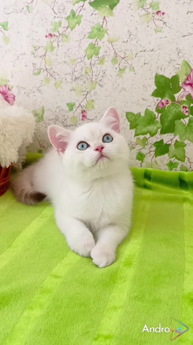 Очень ласковый котик. Шотландский прямоухий с голубыми глазами