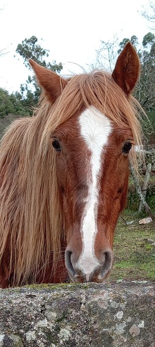 Égua prenha + Poldra