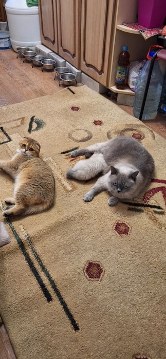 Блю-поинт страйт/ девочка