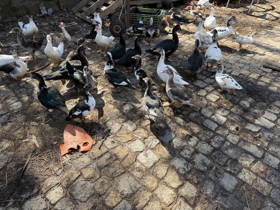 Patos de varias idades